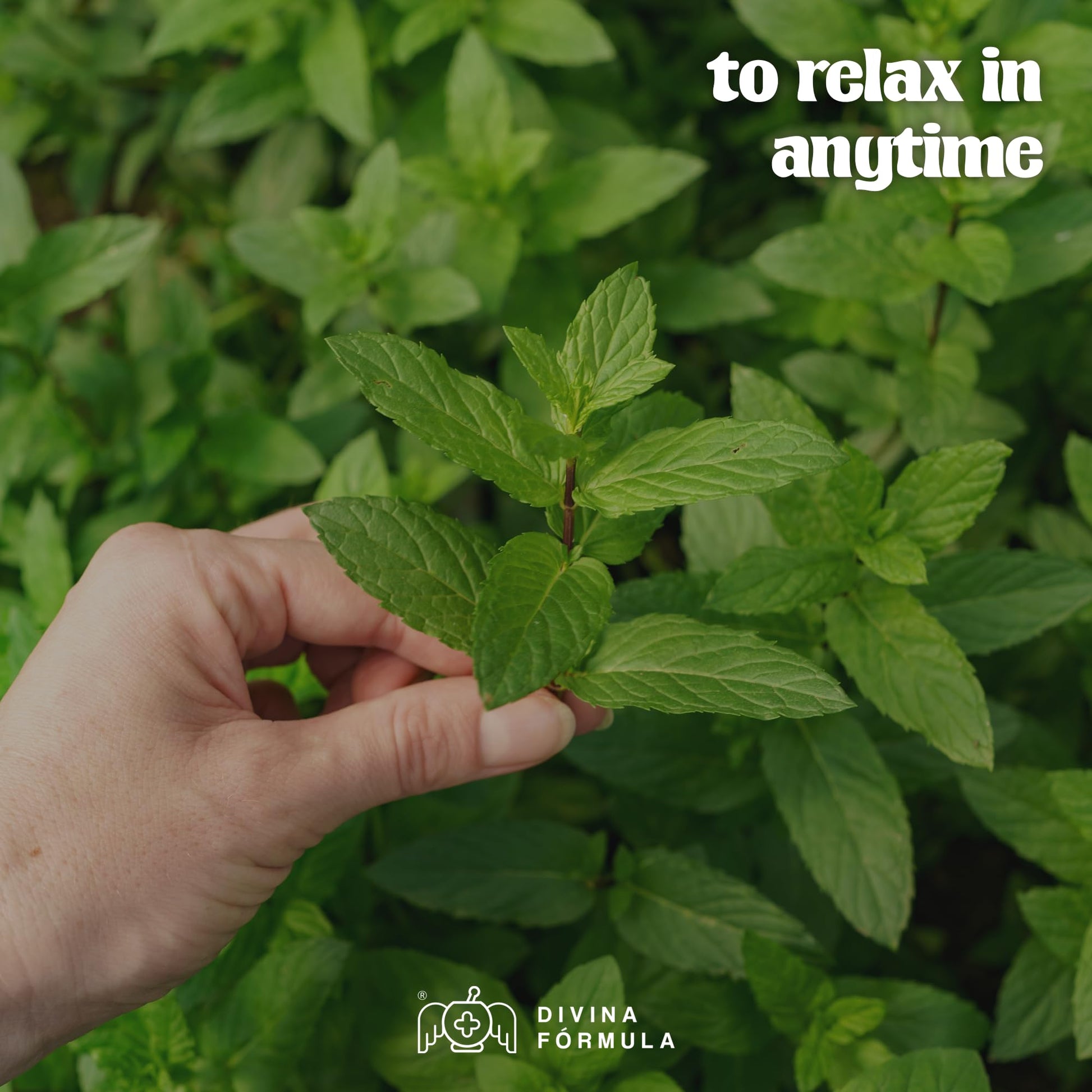 Divina Fórmula - 100% Pure Peppermint Essential Oil - Aromatherapy Oils, Essential Oils - Oil for Massage Divina FÓrmulaBuy Supplements Australia