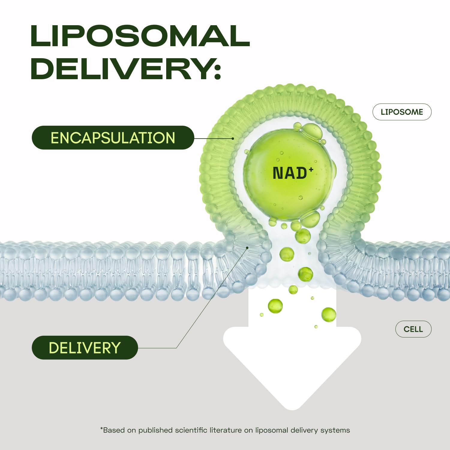 Cata-Kor Liposomal NAD Supplement with Resveratrol – NMN Supplement Alternative – Third-Party Tested – 30-Day Supply – Advanced NAD+ Resveratrol - Maple Wellness Supplements
