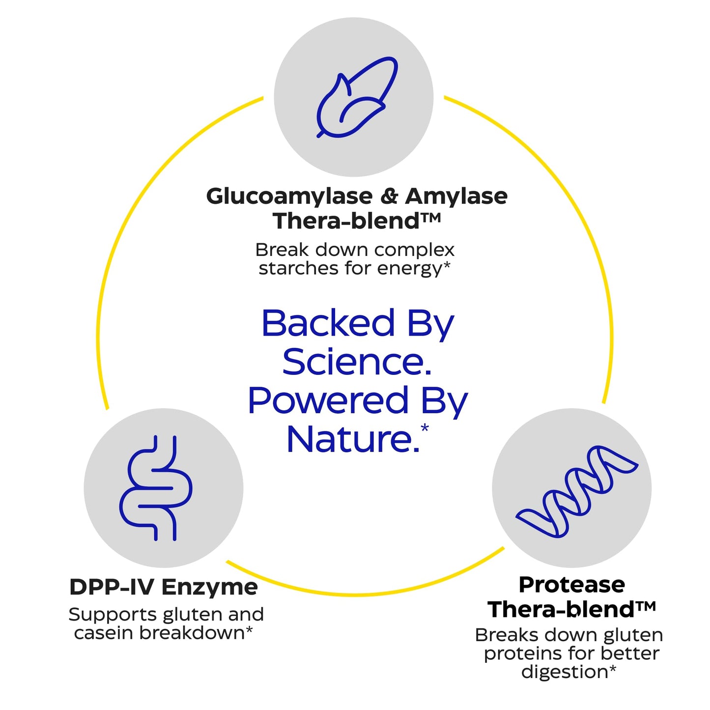 Enzymedica GlutenEase - Digestive Enzyme Supplement for Women & Men, Gluten & Casein Sensitivity Support, Enzymes for Digestion & Gut Health - Maple Wellness Supplements