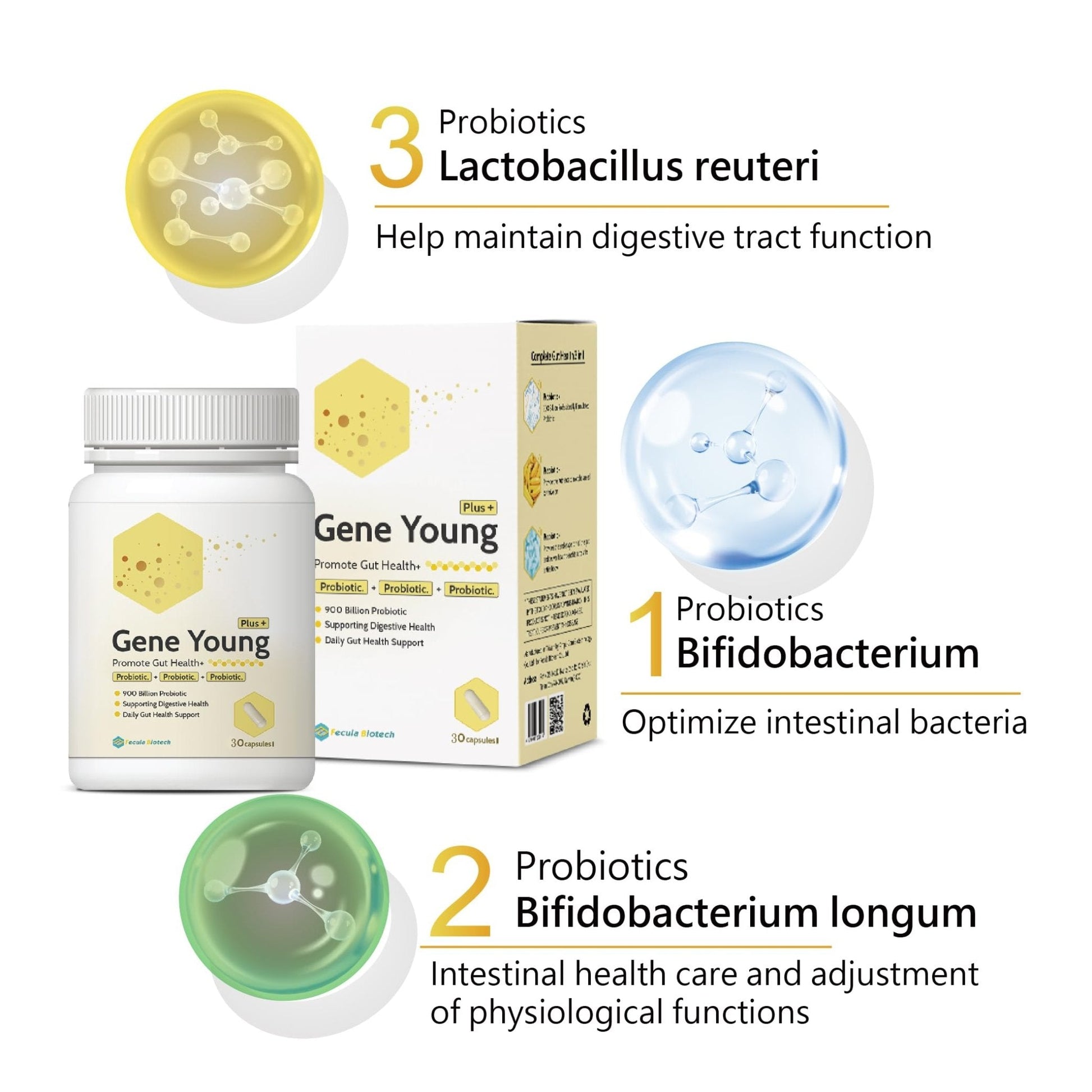 Fecula Biotech Synbiotic for Gut Health | 3-in-1 Daily Prebiotic, Probiotic, Postbiotic for Digestive Health, Bloat & Immune Support - Maple Wellness Supplements