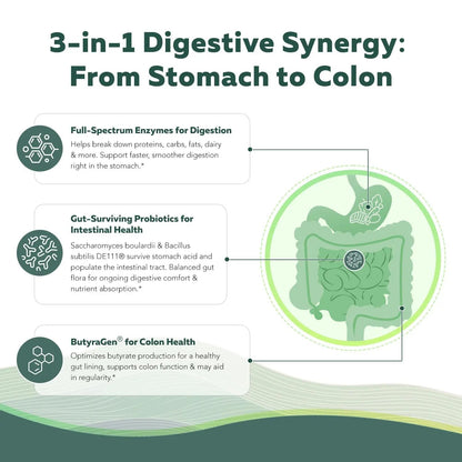 Flora Digest - 3-in-1 Max Strength Digestive Enzymes + Gut Surviving Probiotics & ButyraGen® Postbiotic for Optimal Digestion, Bloating Relief, Regularity, Gut Lining & Colon Support - (60 Capsules) - Maple Wellness Supplements