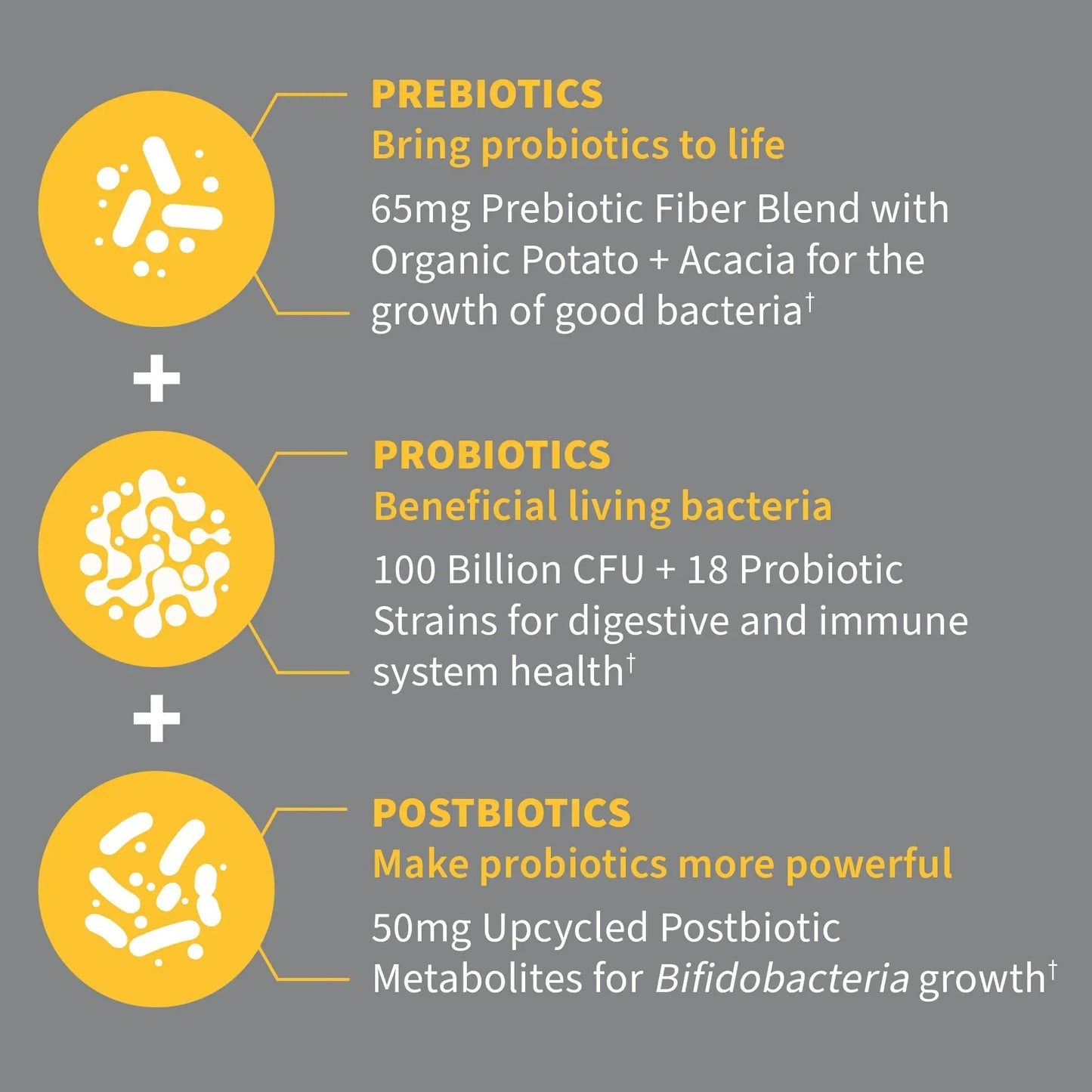 Garden of Life Dr Formulated Probiotics 100 Billion CFU Pre + Pro + Postbiotics - Extra Strength Digestive & Immune Support for Men and Women, Potato, Acacia, Postbiotic Metabolites, 30 Capsules - Maple Wellness Supplements