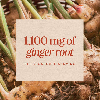 Nature’s Way Ginger Root Capsules, 1100 mg per 2-Capsule Serving Ginger Supplement for Digestive Comfort and Motion-Related Nausea Support - Maple Wellness Supplements
