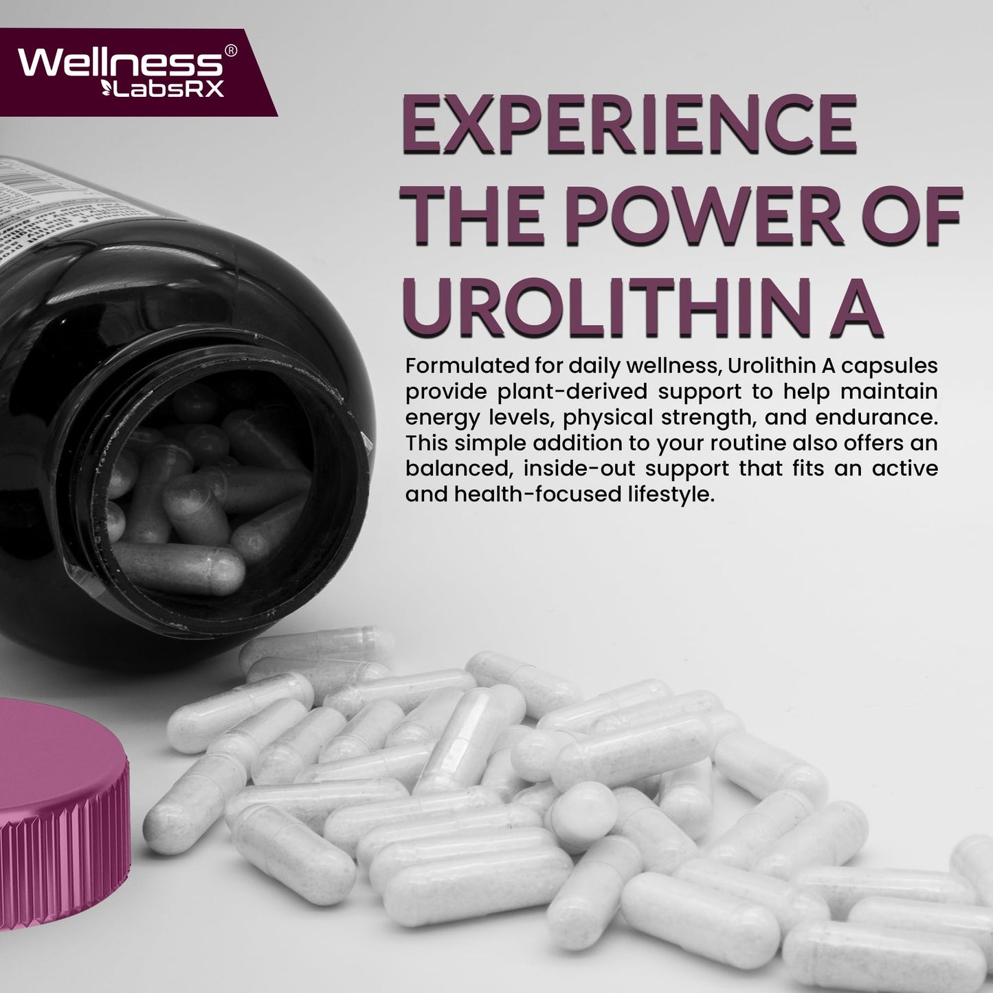 Urolithin A Supplement Capsules 1,000mg (98.9% Pure) – Advanced Urolithin A+ Formula for Cellular Renewal & Mitochondrial Support - Maple Wellness Supplements